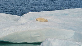 Eisbär auf Scholle im Polarmeer