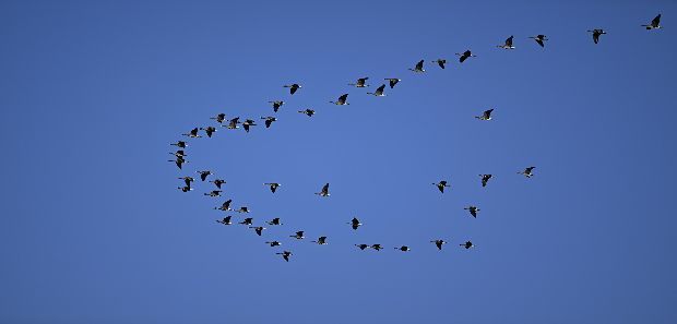 Zugvögel