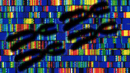 Bildmontage Chromosomen/Erbgutsequenz.