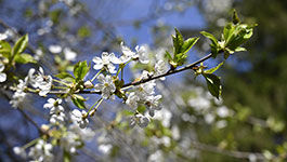 Frühingserwachen im Wald