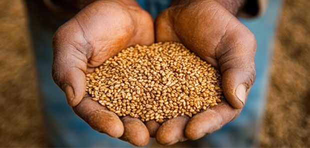 Hände, die Weizenkörner halten