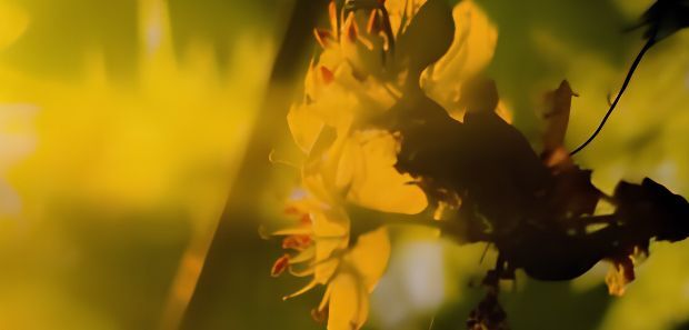Gelbe Blüte im Sonnenlicht - Sinnbild für Schöpfungsspiritualität