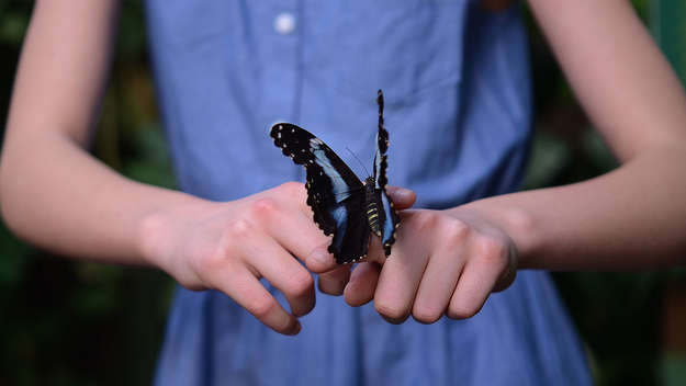 Mädchen mit einem Schmetterling auf der Hand