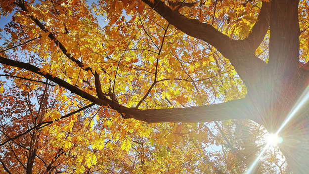 Baum in goldenem Herbstlaub vor sonnigem Himmel
