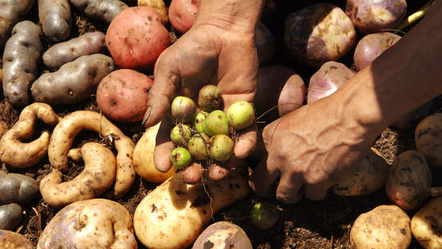 Verschiedene alte peruanische Kartoffelsorten auf einem Acker in Vilcashuamán (Peru). Die fast vergessenen Sorten wurden mit Hilfe von 'Brot für die Welt' wieder heimisch gemacht in den Anden.