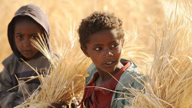 Zwei kleine Jungen in einem Getreidefeld