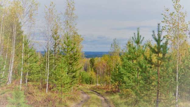 Landschaft ein Russland: Ein Weg durch einen Wald