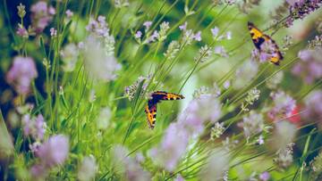 Eine Blumenwiese mit Schmetterlingen