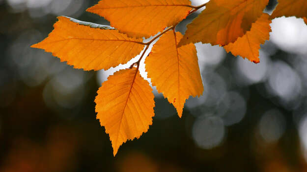 Herbstliche Blätter