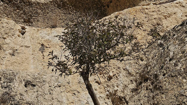 Ein Baum in trockener und steiniger Landschaft im Süden Syriens