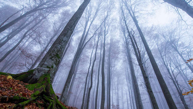 Kahle Bäume im Wald