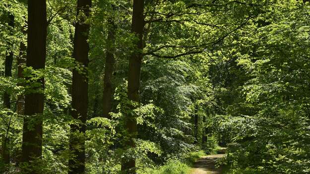 Ein grüner Wald