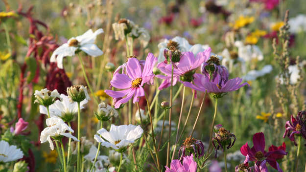 Bienenweide auf dem Friedhof in Rockenberg