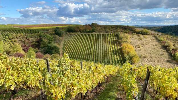 Weinberge in Rheinhessen