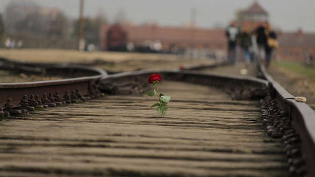 Rote Rose auf den Gleisen vor dem Lager Auschwitz