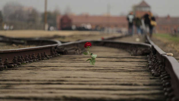 Rose auf den Schienen vor dem Eingangstor in Auschwitz