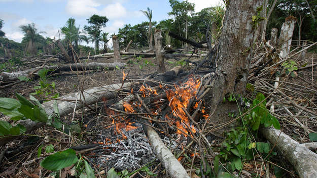 Der Regenwald brennt: Illegale Brandrodung zerstört die Lebensgrundlage vieler Tiere