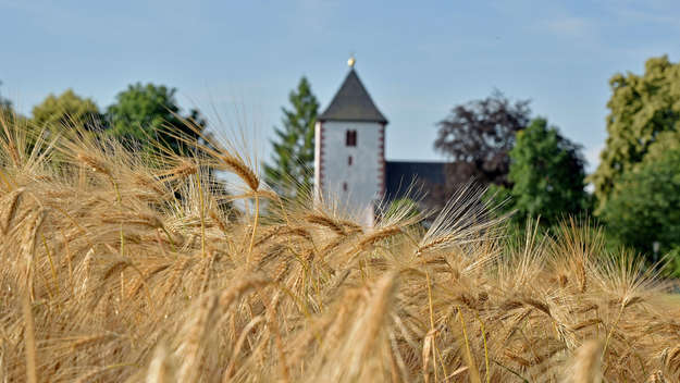 Getreidefeld, im Hintergrund die evangelische Kirche Rathendorf, Sachsen