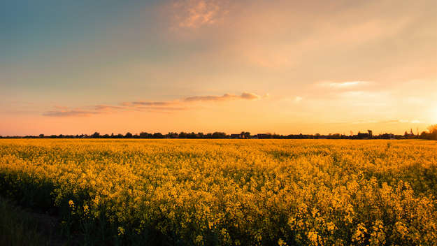 Symbolbild - Sonntagsruhe: Rapsfeld beim Sonnenuntergang