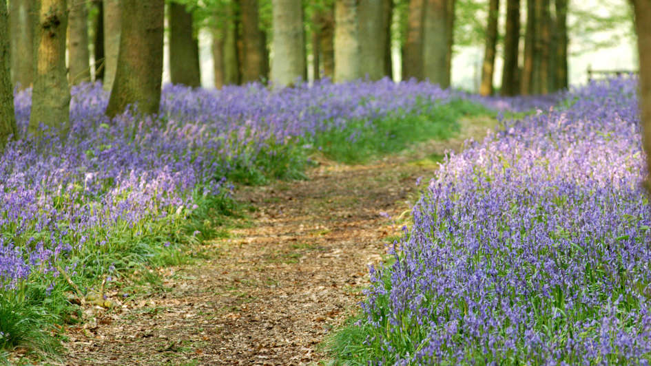 Wald mit blauen Blumen im Frühjahr