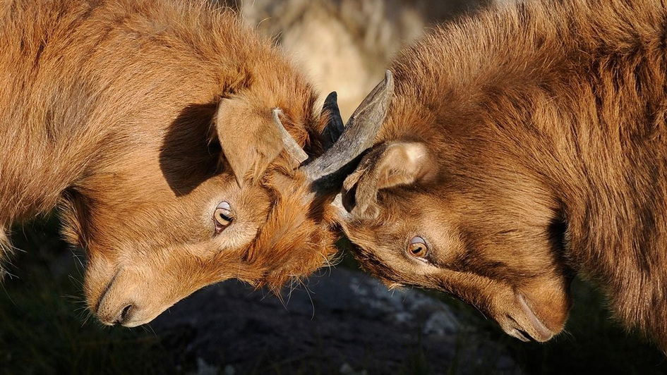 Zwei braune Ziegen kämpfen Kopf an Kopf gegeneinander