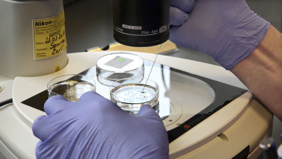 Einsetzen von Eizellen in eine ICSI-Schale unter einem Mikroskop in einem Labor für künstliche Befruchtung (IVF)