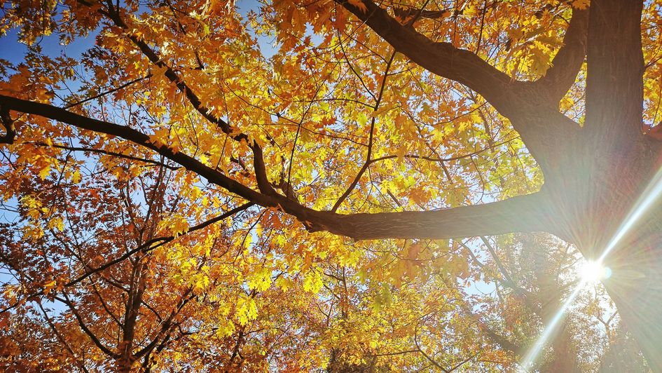 Baum im sonnigen Herbstlaub vor sonnigem Himmel