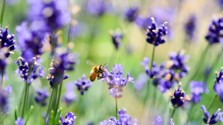 Eine Biene im Lavendelfeld