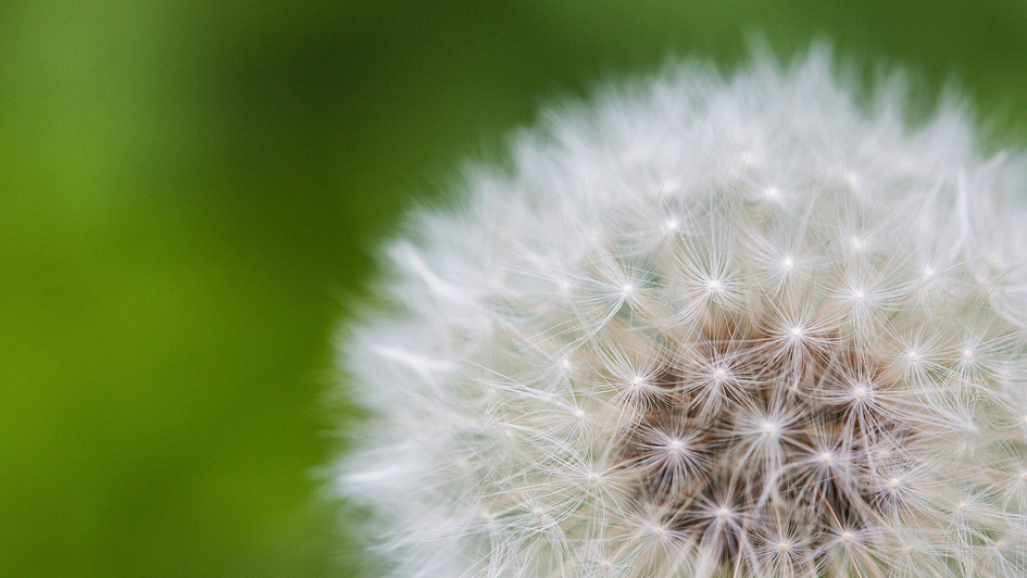Pusteblume Pusteblume