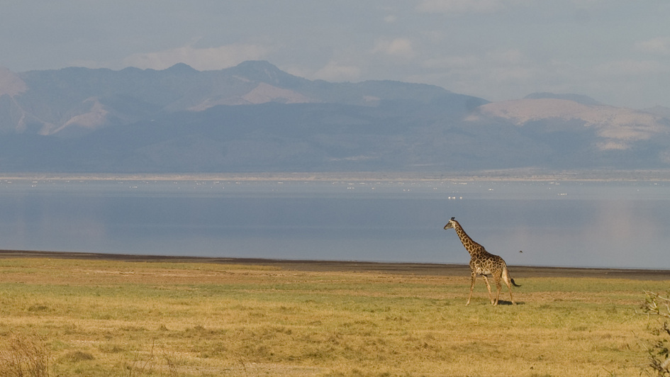 Giraffe im Lake Manyara Nationalpark, Tansania Giraffe im Lake Manyara Nationalpark, Tansania