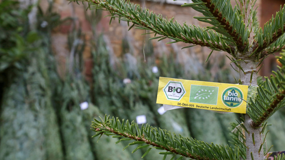 Bio-Weihnachtsbäume auf dem Dottenfelder Hof in Bad Vilbel bei Frankfurt am Main