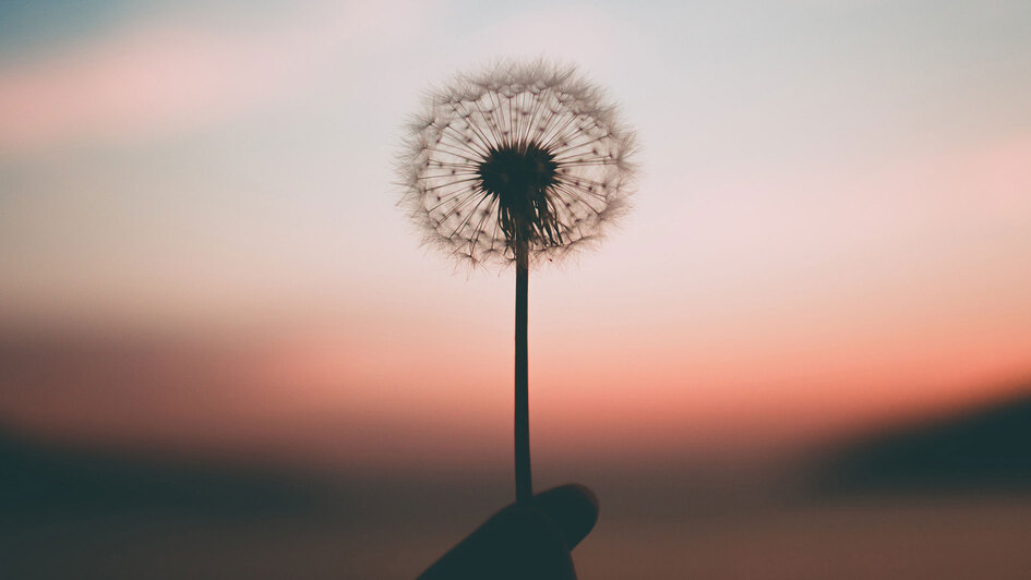 Eine Pusteblume von einer Hand gehalten Eine Pusteblume von einer Hand gehalten
