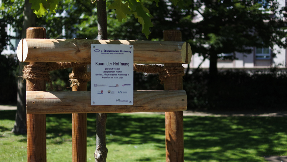 Neugepflanzter Baum der Hoffnung für den Ökumenischen Kirchentag 2021 in Frankfurt/Main Neugepflanzter Baum der Hoffnung für den Ökumenischen Kirchentag 2021 in Frankfurt/Main