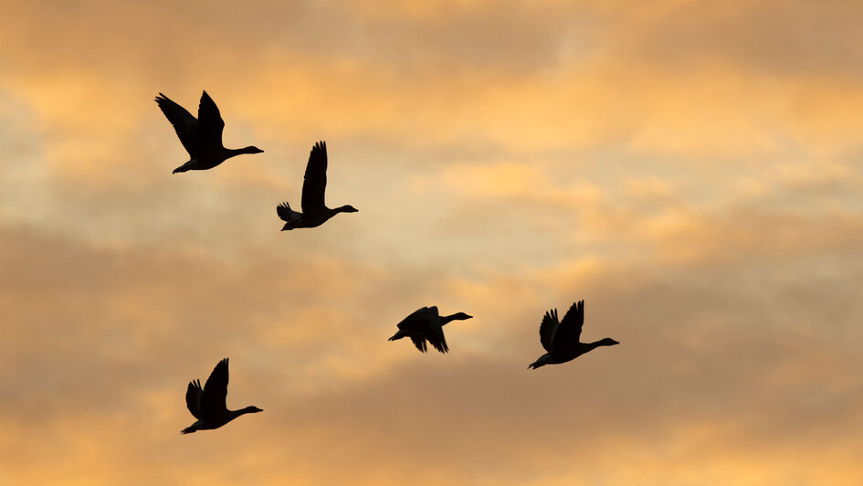 Fliegende Gänse vor gelblichen Wolken Fliegende Gänse vor gelblichen Wolken
