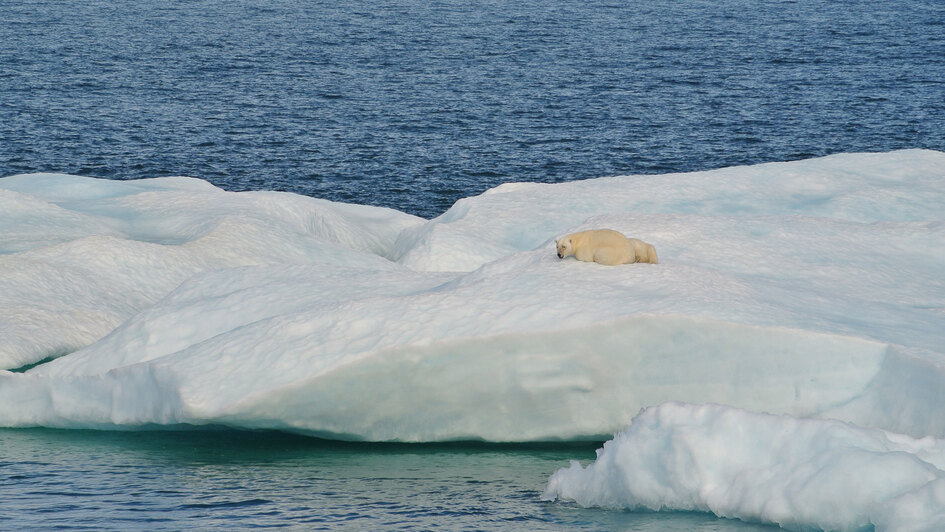Eisscholle mit Eisbär Eisscholle mit Eisbär