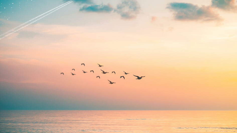 Vögel über dem Meer Vögel über dem Meer