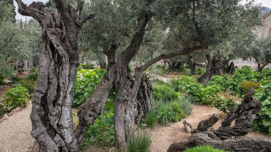 Jahrhundertealte Olivenbäume im Garten Gethsemane in Jerusalem