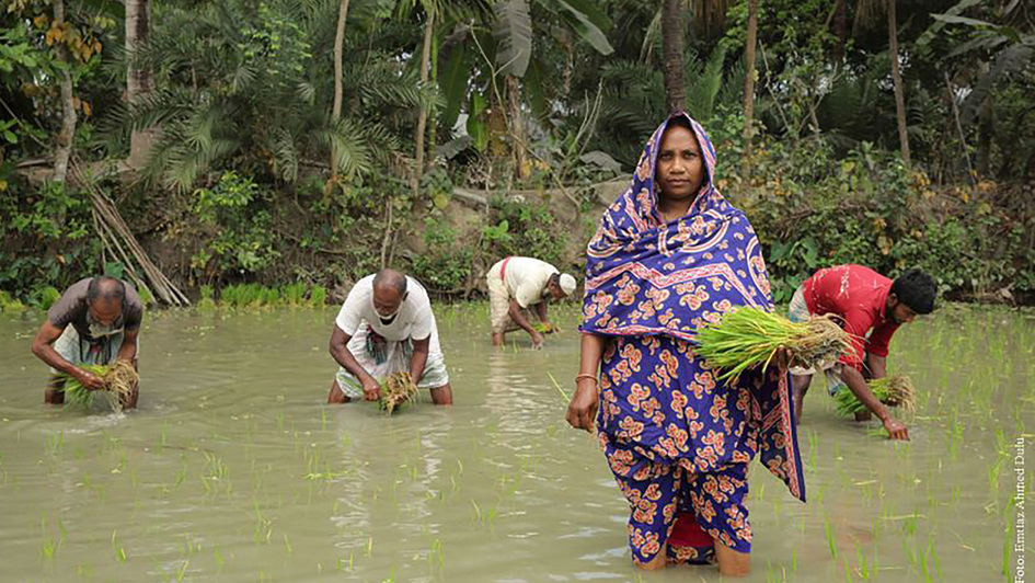 Reisfeld in Bangladesch