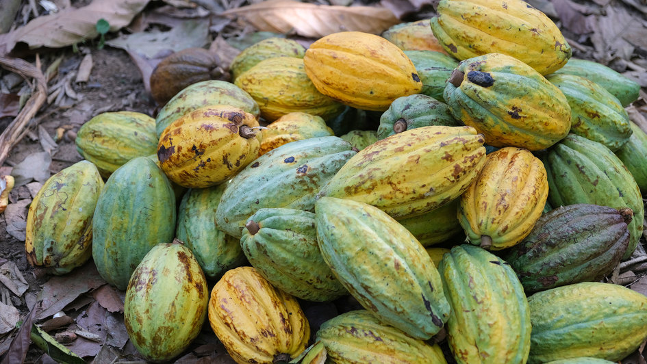 Kakaofrüchte auf einer Kakaoplantage im Südost der Elfenbeinküste
