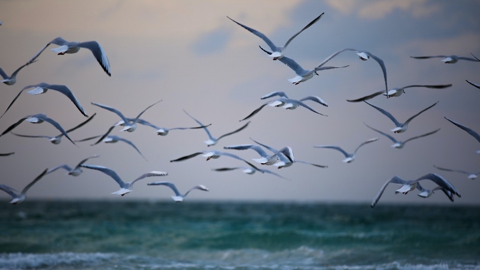 Symbol von Freiheit: Ein Schwarm von Möwen fliegt dicht über dem Meer