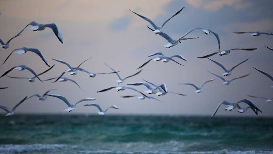 Symbol von Freiheit: Ein Schwarm von Möwen fliegt dicht über dem Meer