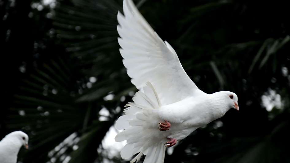 Eine weiße Taube fliegt empor