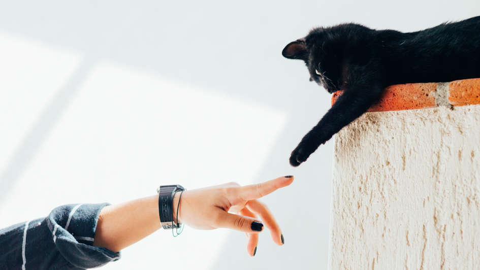 Ein Mensch berührt eine Katze an der Pfote Ein Mensch berührt eine Katze an der Pfote