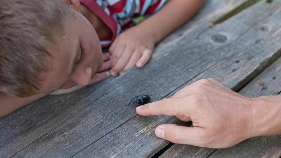 Kind beobachtet einen krabbelnden Käfer