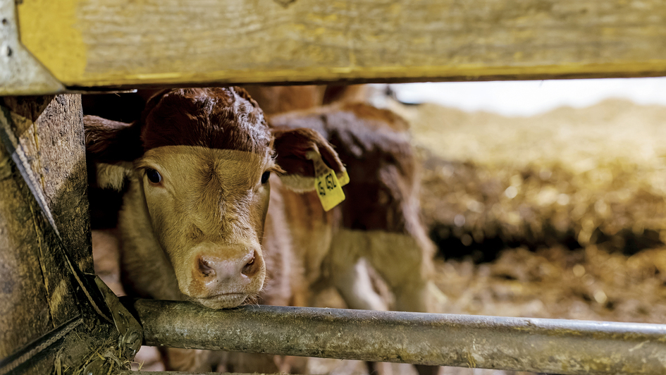 Ein Kalb steht neben seiner Mutter in einem Stall in St. Peter (Foto vom 26.01.2023). Fleisch aus dem Tierwohl gerechter Haltung wird zunehmend nachgefragt. Es geht nicht nur um die Haltung. Die mobile Schlachtung gilt als stressfreie Alternative zu Tiert Ein Kalb steht neben seiner Mutter in einem Stall in St. Peter (Foto vom 26.01.2023). Fleisch aus dem Tierwohl gerechter Haltung wird zunehmend nachgefragt. Es geht nicht nur um die Haltung. Die mobile Schlachtung gilt als stressfreie Alternative zu Tiert