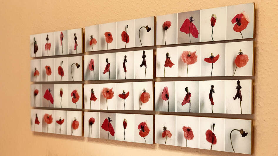 Viele Fotos von Mohnblüten: Dieses Kunstwerk von Marrianne Jensen hießt 'Mohn und Gedächtnis'