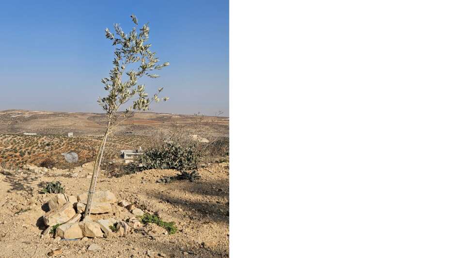 Junger Olivenbaum in Taybeh, Palästina