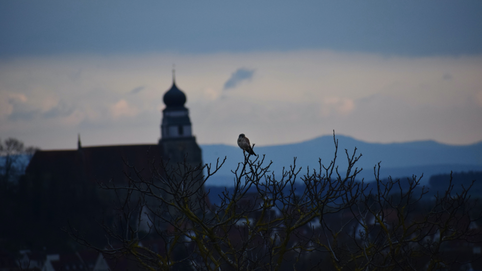 Im Vordergrund sitzt ein kleiner Vogel auf einem Baum. Im Hintergrund befindet sich ein Kirchturm, der sich vor dem Himmel abzeichnet.
