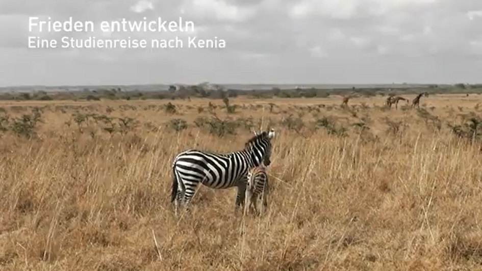 Screenshot aus Video: Zebras und Giraffen in der Savanne