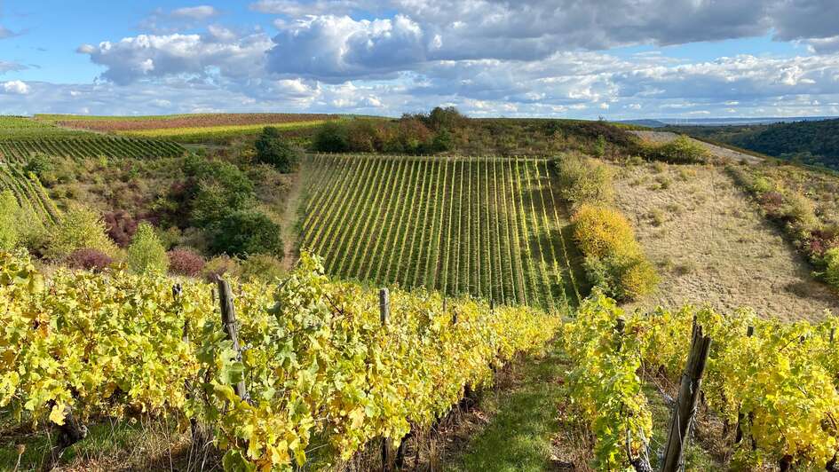 Ein Weinberg in Rheinhessen.